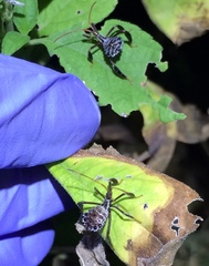 Acanthocephala femorata