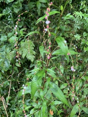 Persicaria pubescens