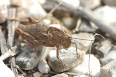 Eumigus