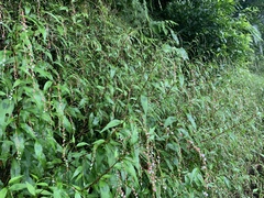 Persicaria pubescens
