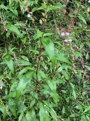 Persicaria pubescens