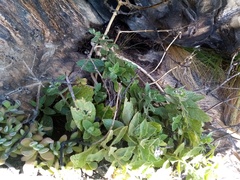 Teedia pubescens