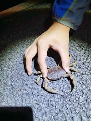 Indochinamon chinghungense