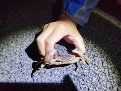 Indochinamon chinghungense