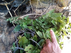 Teedia pubescens