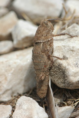 Eumigus
