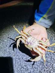 Indochinamon chinghungense