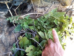 Teedia pubescens