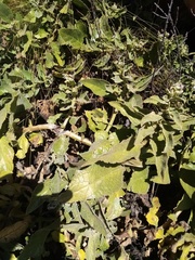Teedia pubescens