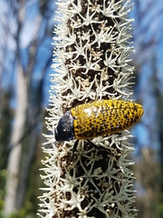 Stigmodera macularia