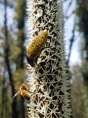 Stigmodera macularia