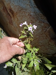 Teedia pubescens