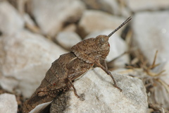 Eumigus