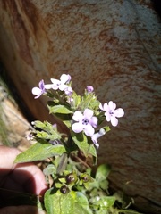 Teedia pubescens