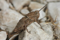 Eumigus