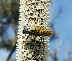 Stigmodera macularia
