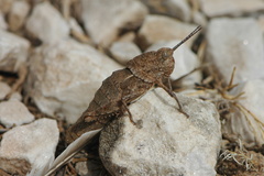 Eumigus
