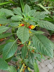 Impatiens niamniamensis