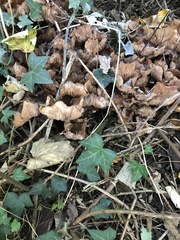 Fungi