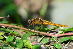 Orthetrum chrysis