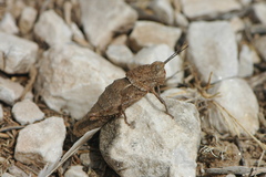 Eumigus