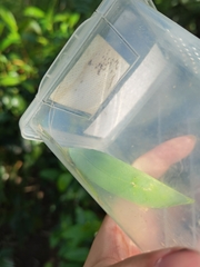 Onomarchus uninotatus