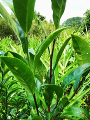 Onomarchus uninotatus