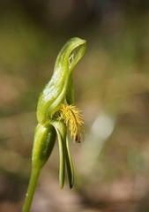 Pterostylis tasmanica