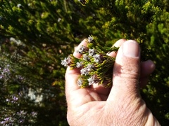 Leucadendron sorocephalodes