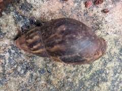 Lissachatina fulica