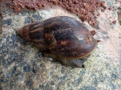 Lissachatina fulica