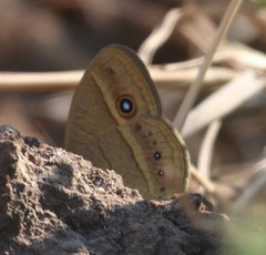 Brakefieldia perspicua perspicua