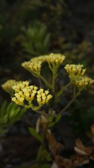 Helichrysum hirtum