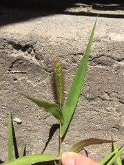 Setaria viridis