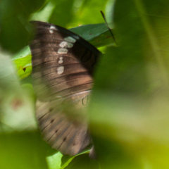 Euthalia aconthea garuda