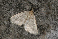 Orectis proboscidata