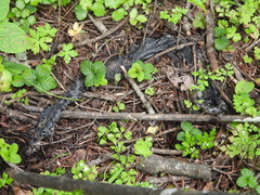 Protobothrops jerdonii