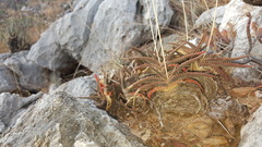 Aloe calcairophila image