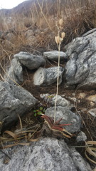 Aloe calcairophila image