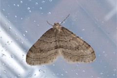 Operophtera fagata