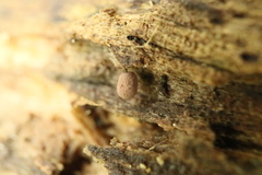 Comatricha meandrispora