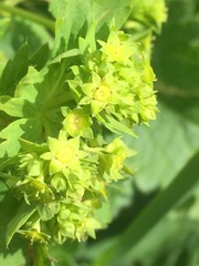 Alchemilla caucasica