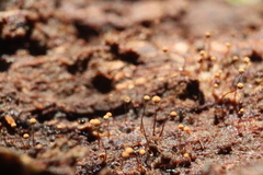 Cribraria microcarpa