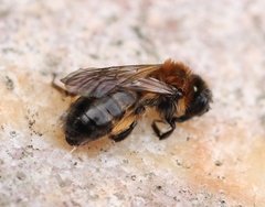 Andrena bicolor