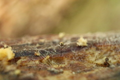 Macbrideola argentea