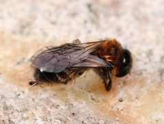 Andrena bicolor