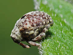 Cionus hortulanus