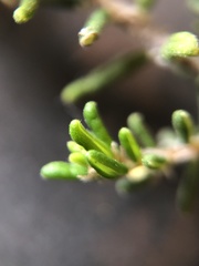 Pomaderris phylicifolia