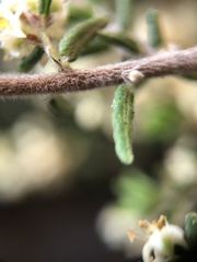 Pomaderris phylicifolia