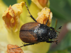 Omaloplia nigromarginata